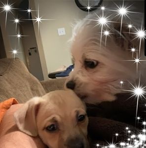 Meet your Posher, Genesis